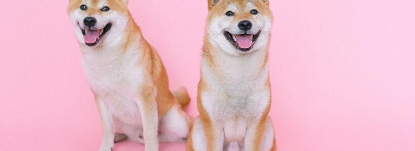 Two shiba inu dogs sitting down and wearing party hats.