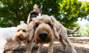 Close-up of two dogs on a walk