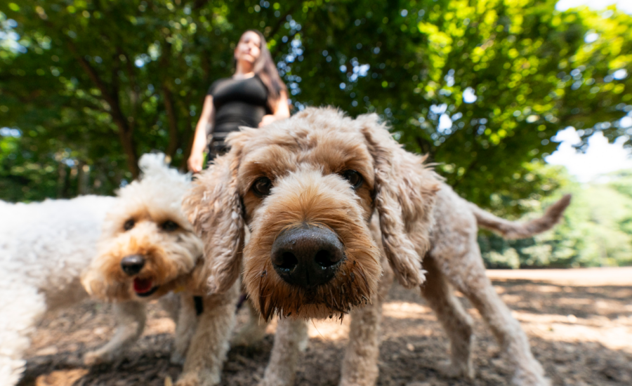 Close-up of two dogs on a walk