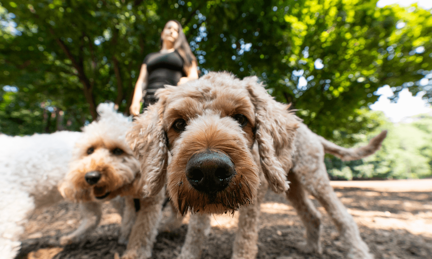 Travelling from Canada with pets? Start planning months in advance – MoneySense